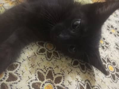 Black Persian cat