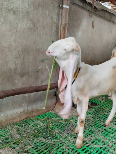 gulabi female 03243279031