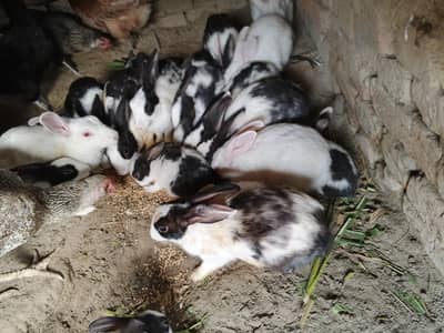 rabbit 