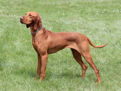 Imported puppy Vizsla dog