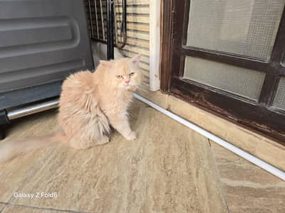 tripple coated persian pair