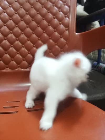 I am selling the cats kittens