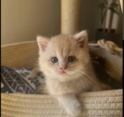 dable coted kittan ful active 03125718522 whata