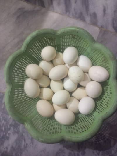 Aseel Fertile eggs