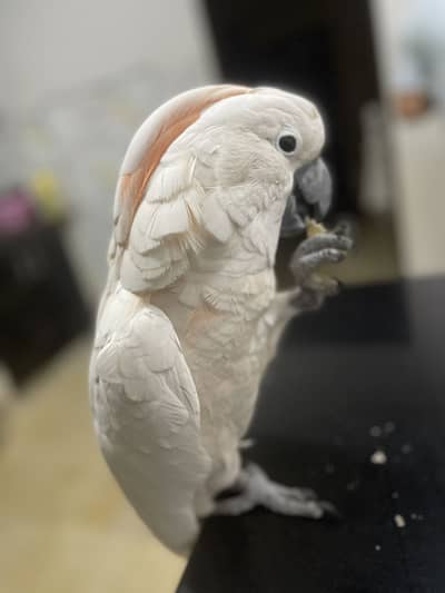 Cocakatoo Malacon