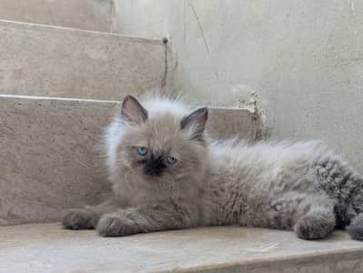 Peki Bloodline Persian Kittens