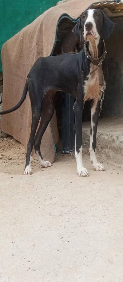 bully female