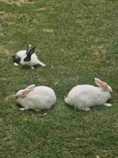 Rabbit Bunnies for sell