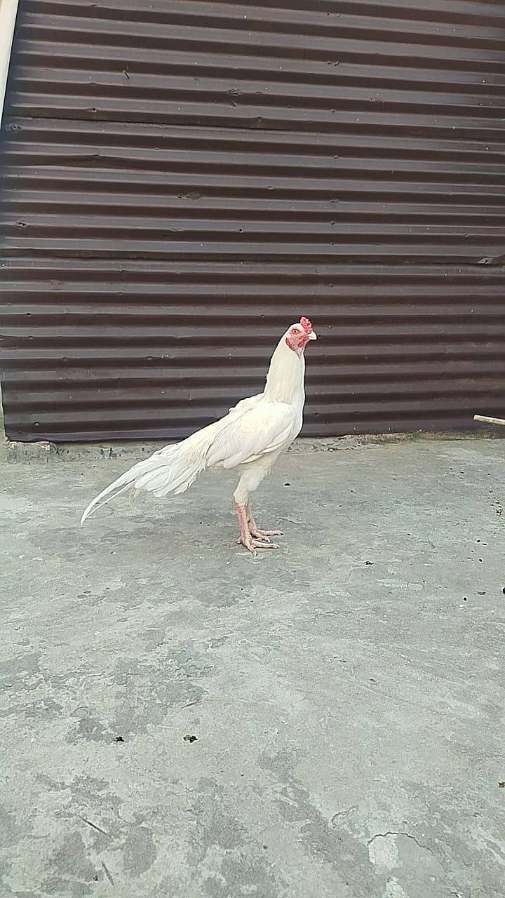 Heera patha 0