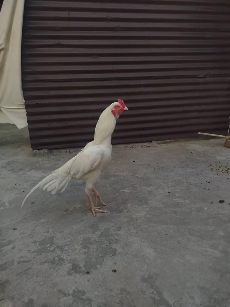 Heera patha 1