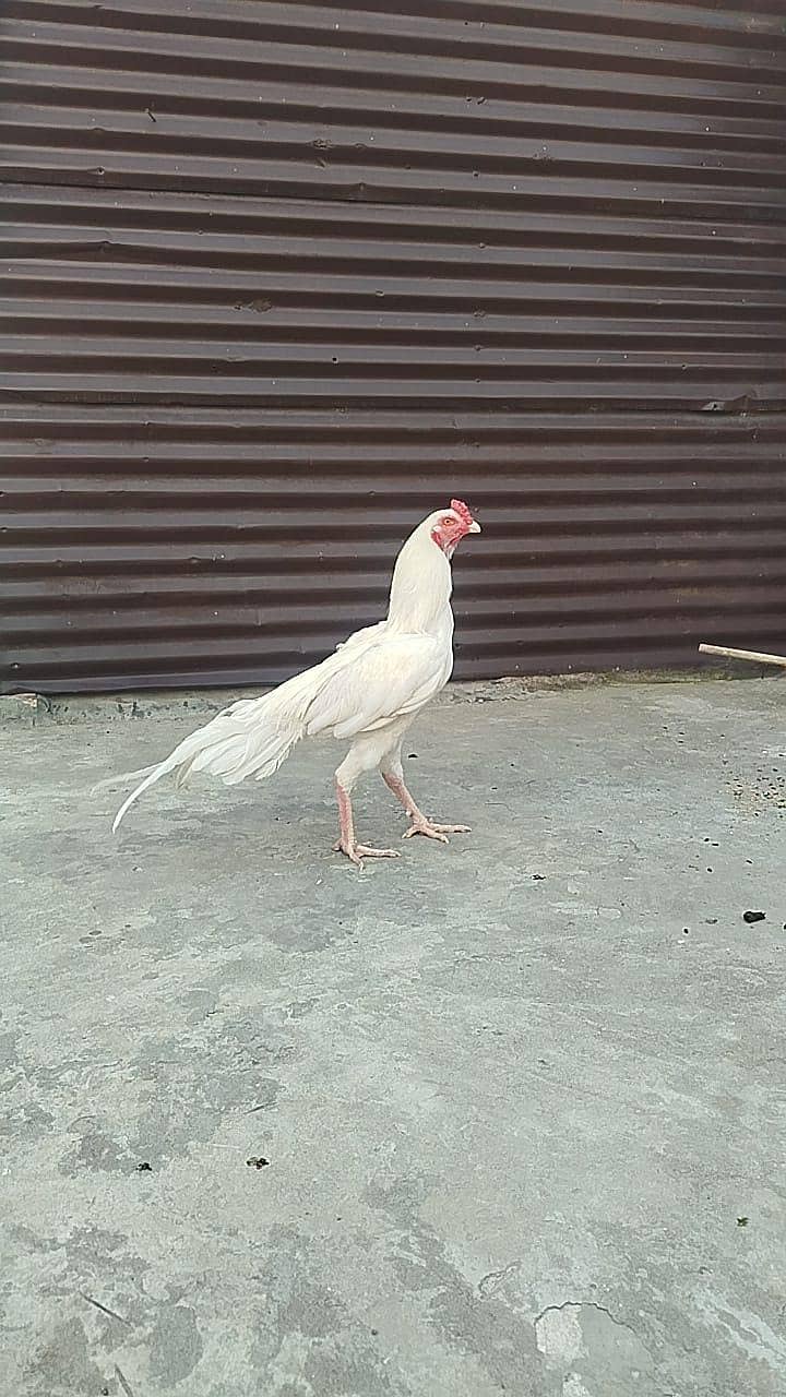 Heera patha 2