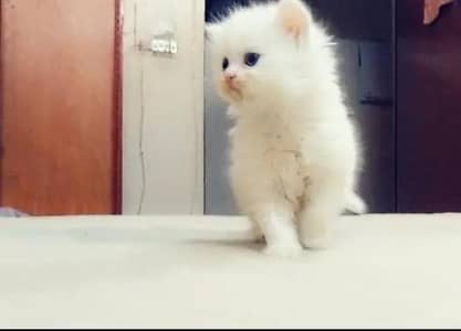 (Persian female kitten) (for sale all) (Pakistan delivery available)