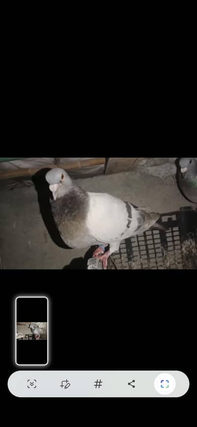 recer gray baar
