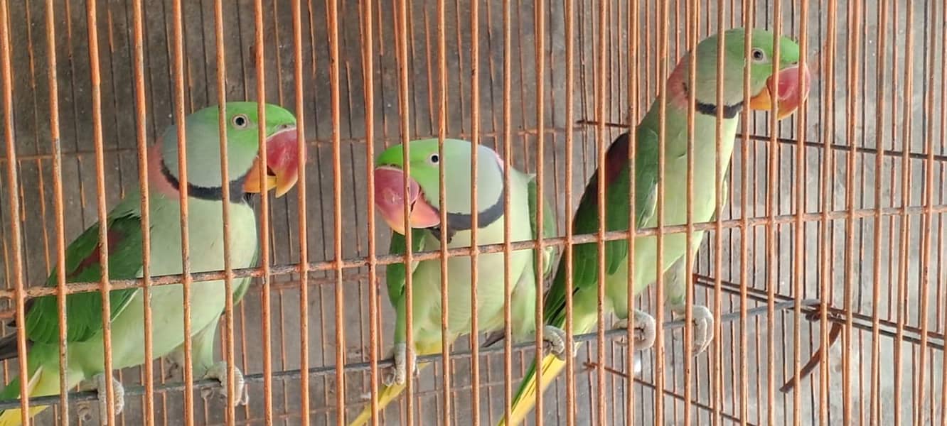 PARROTS 0