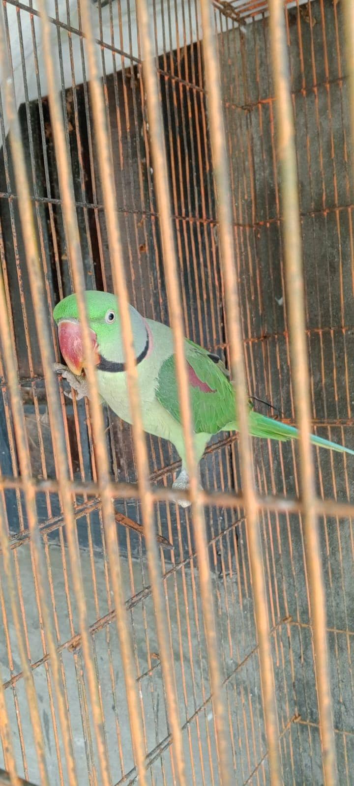 PARROTS 1