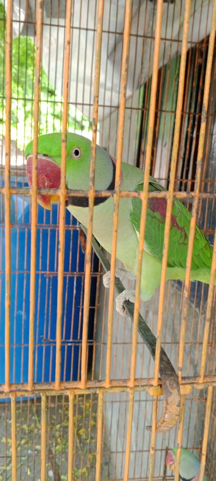 PARROTS 2