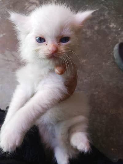 blue eyes 