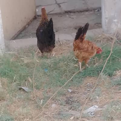 Bhoot Hens Rs4500