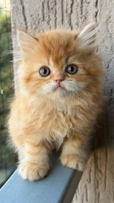 kitten