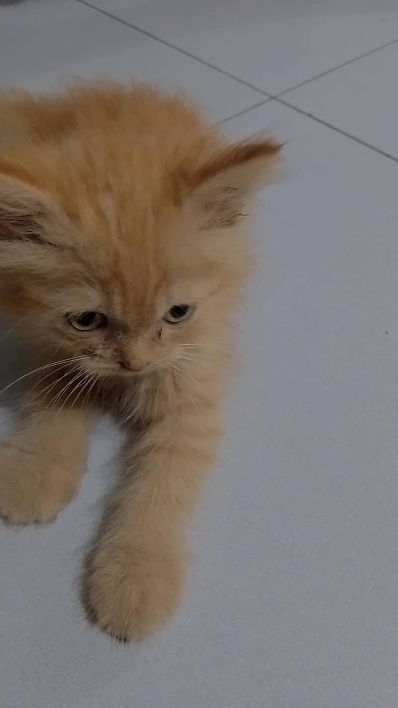 kitten 1