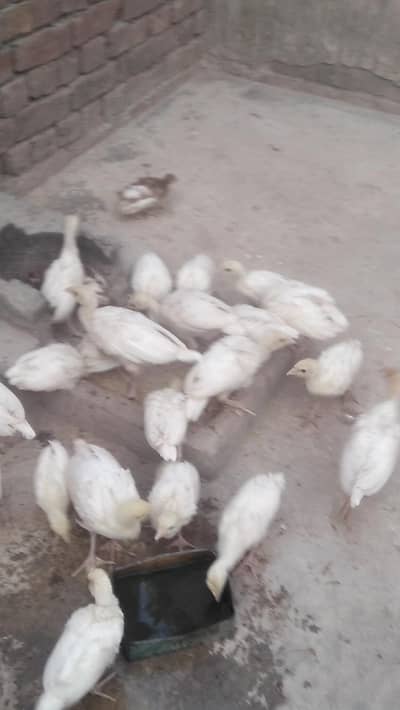 Turkey chiks