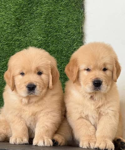 Golden retriever puppies 92@330*540*6115