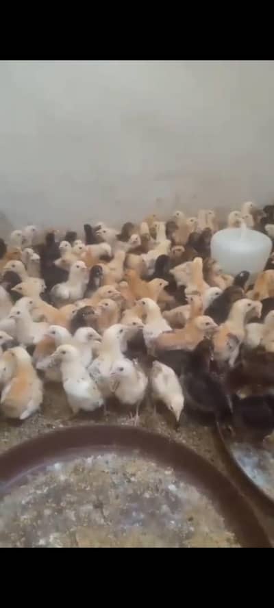 Golden Misri High Quality Chicks