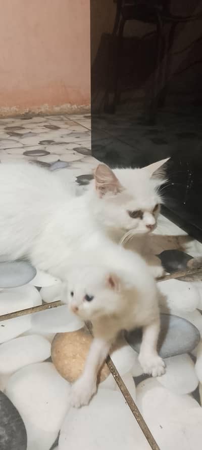 Persian cat aur uska bacha