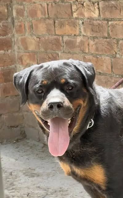 Rottweiler female for sale