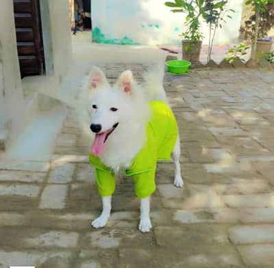 Russian female for sale