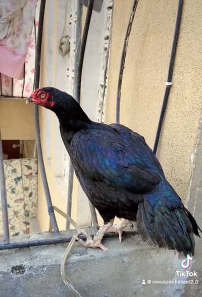 High quality lasani hen and chicks available