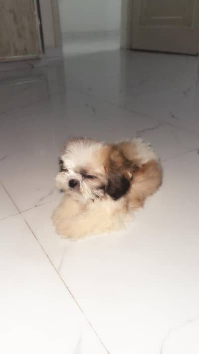 Shitzu healthy  male puppy for sale
