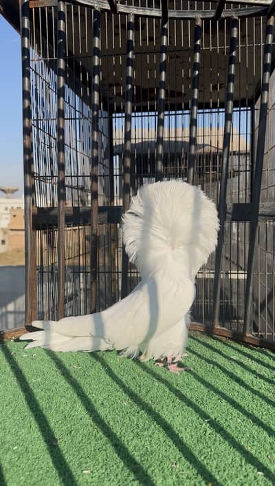 White & Splash jacobin breeder pair