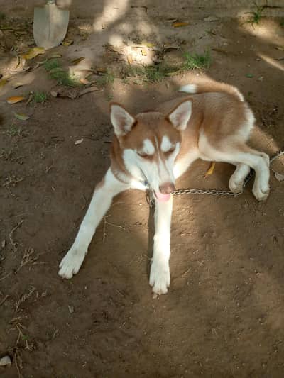 Husky pure breed female