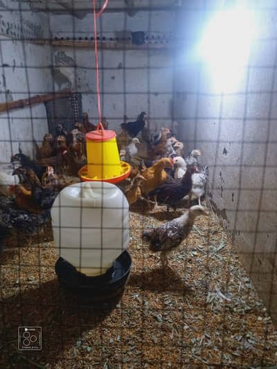 47 Chicken available for Sale
