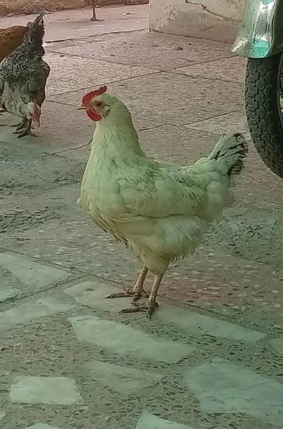 golden misri Murghiya