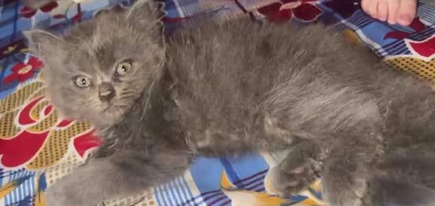 Persian cats