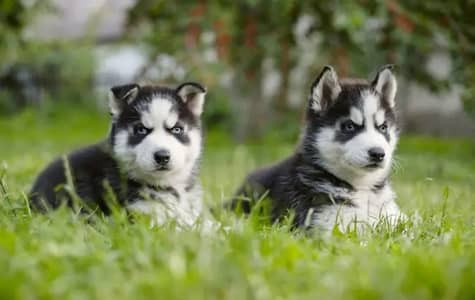 Siberian husky puppies 92@330*5406115