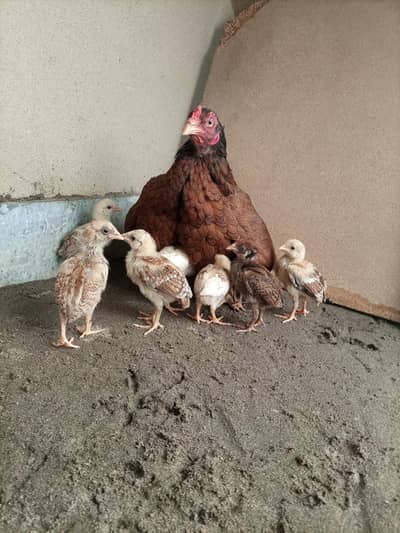 Big Aseel Hen with 9 Aseel  Chicks for Sale
