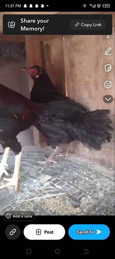 aseel pair mianwali