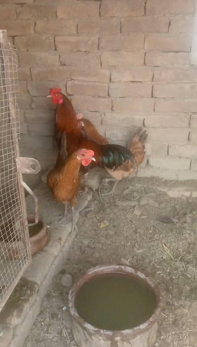 pair with 2 female and 1 desi male