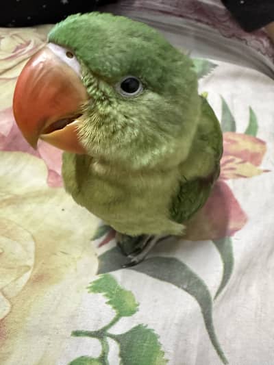 Kashmir raw parrot
