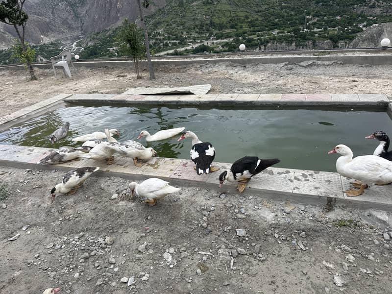 Moscovy ducks 1