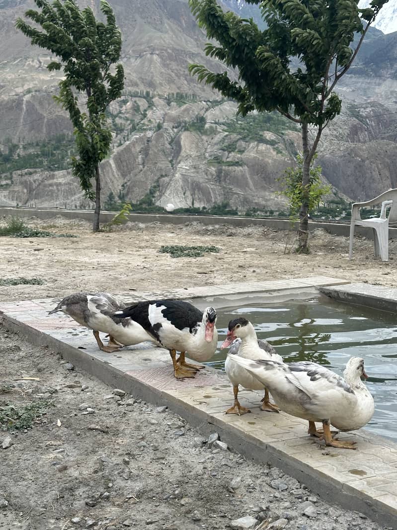 Moscovy ducks 2