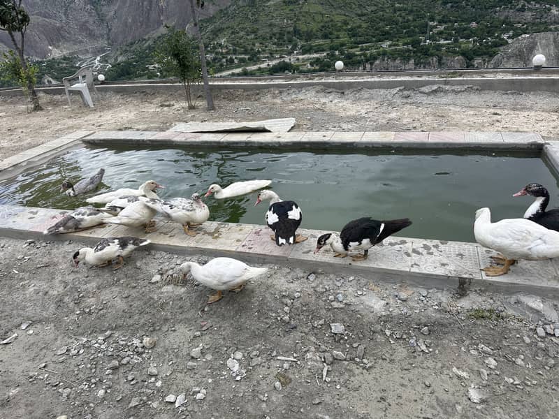Moscovy ducks 3