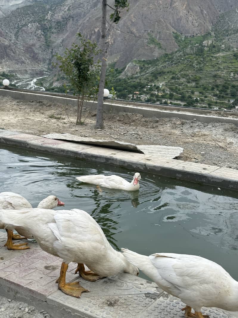Moscovy ducks 4