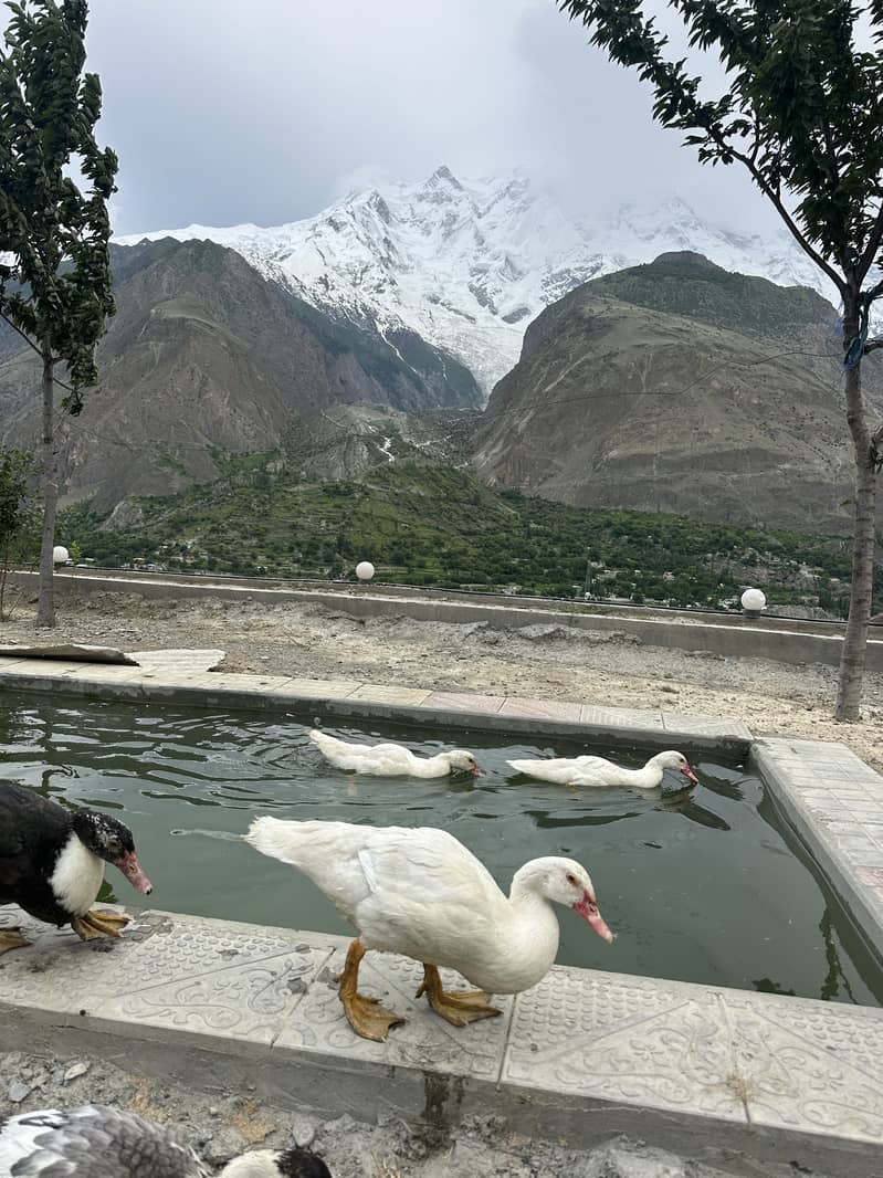 Moscovy ducks 5