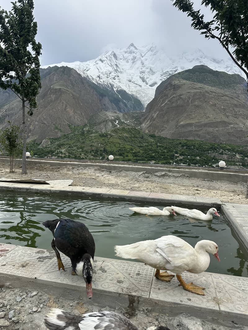 Moscovy ducks 6