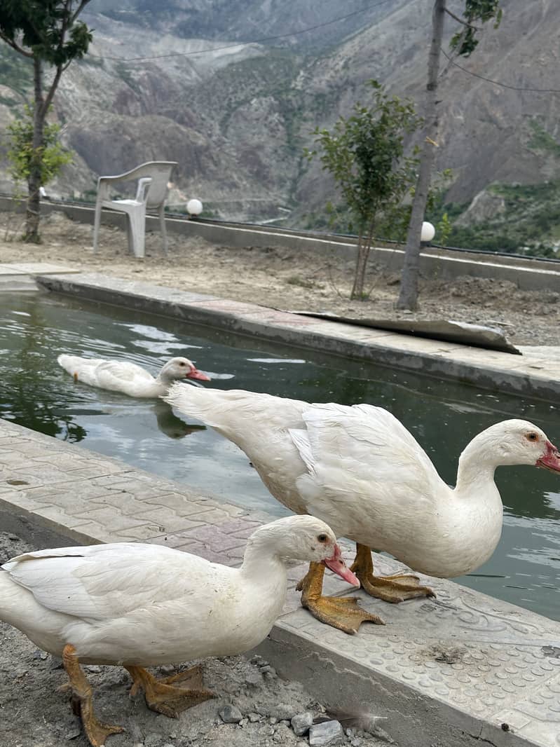 Moscovy ducks 7