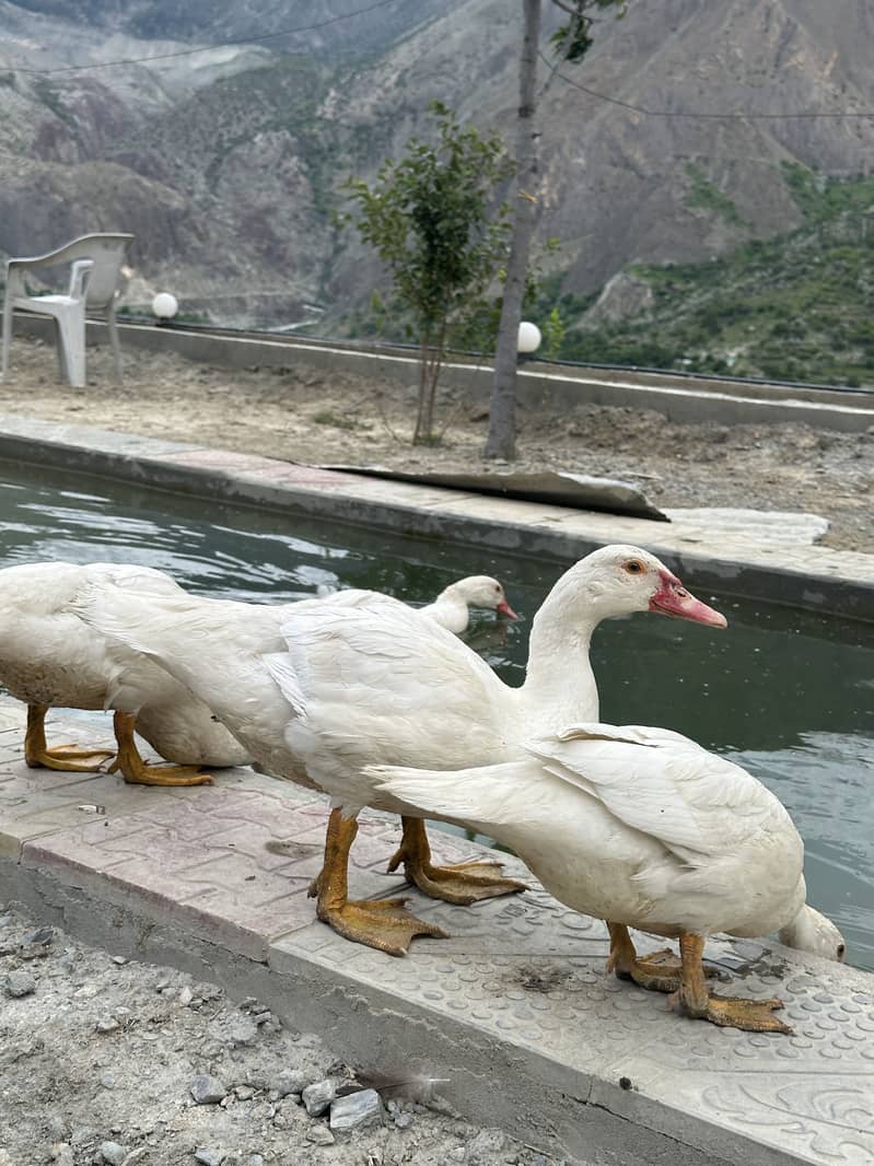 Moscovy ducks 8